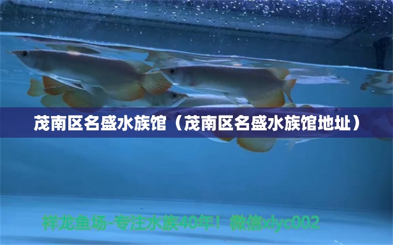 茂南區(qū)名盛水族館（茂南區(qū)名盛水族館地址） 全國(guó)水族館企業(yè)名錄