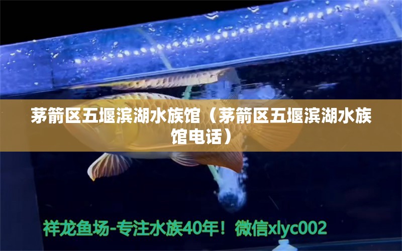 茅箭區(qū)五堰濱湖水族館（茅箭區(qū)五堰濱湖水族館電話）