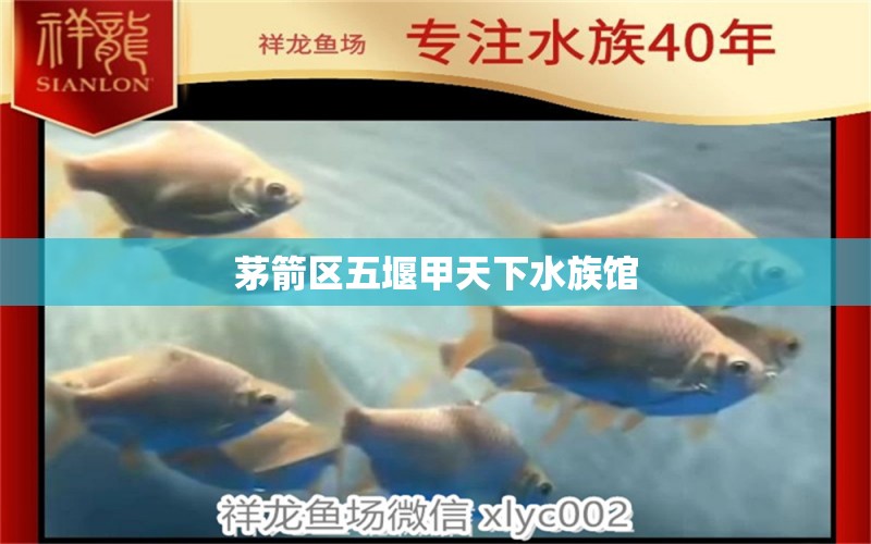 茅箭區(qū)五堰甲天下水族館 全國水族館企業(yè)名錄