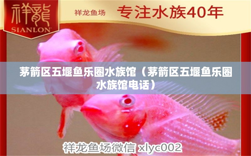 茅箭區(qū)五堰魚(yú)樂(lè)圈水族館（茅箭區(qū)五堰魚(yú)樂(lè)圈水族館電話） 全國(guó)水族館企業(yè)名錄