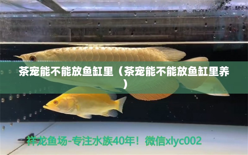 茶寵能不能放魚缸里（茶寵能不能放魚缸里養(yǎng)） 祥龍水族醫(yī)院