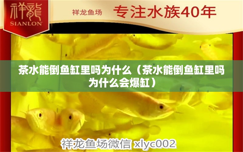 茶水能倒魚缸里嗎為什么（茶水能倒魚缸里嗎為什么會爆缸） 其他益生菌