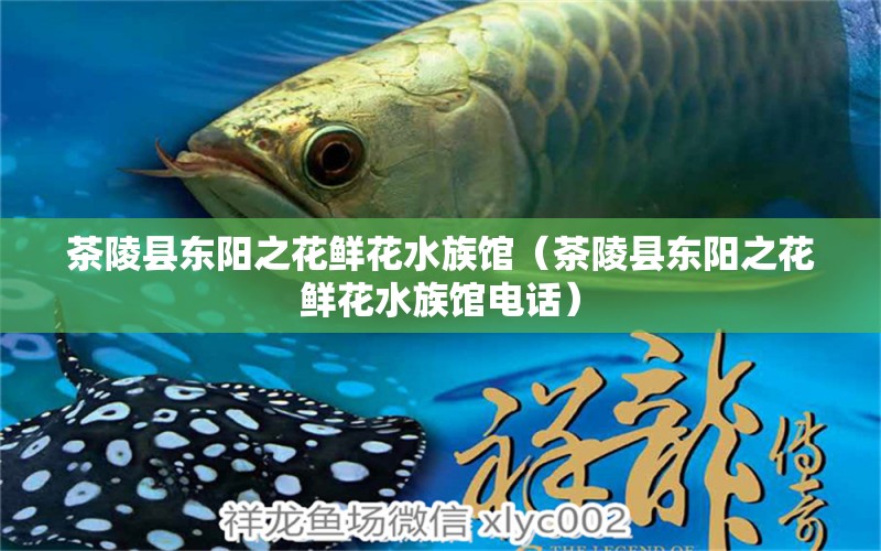 茶陵縣東陽之花鮮花水族館（茶陵縣東陽之花鮮花水族館電話） 全國水族館企業(yè)名錄