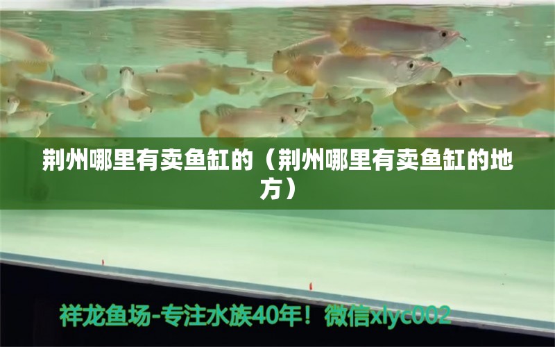 荊州哪里有賣魚缸的（荊州哪里有賣魚缸的地方）