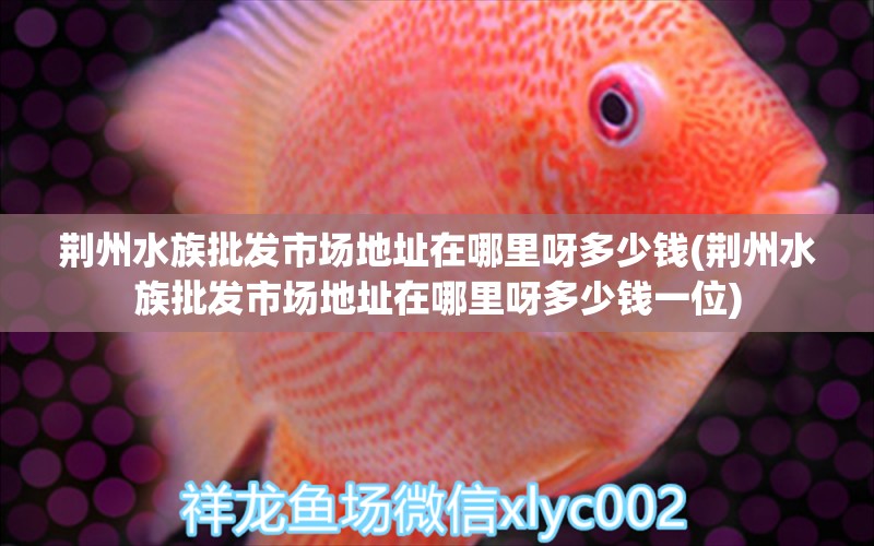 荊州水族批發(fā)市場地址在哪里呀多少錢(荊州水族批發(fā)市場地址在哪里呀多少錢一位) 喂食器