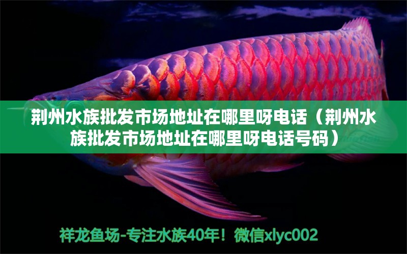 荊州水族批發(fā)市場地址在哪里呀電話（荊州水族批發(fā)市場地址在哪里呀電話號碼） 觀賞魚水族批發(fā)市場