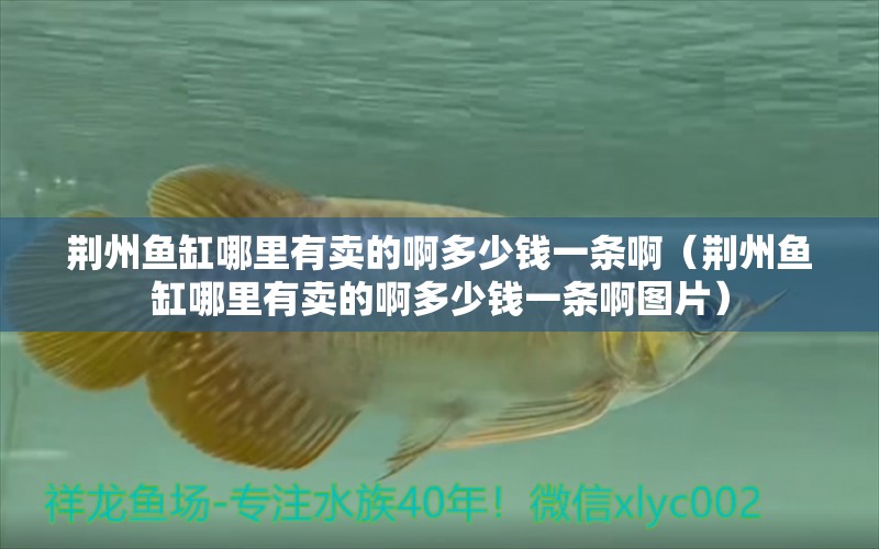 荊州魚缸哪里有賣的啊多少錢一條?。ㄇG州魚缸哪里有賣的啊多少錢一條啊圖片） 觀賞魚市場（混養(yǎng)魚）