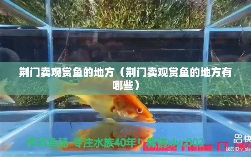 荊門賣觀賞魚的地方（荊門賣觀賞魚的地方有哪些）