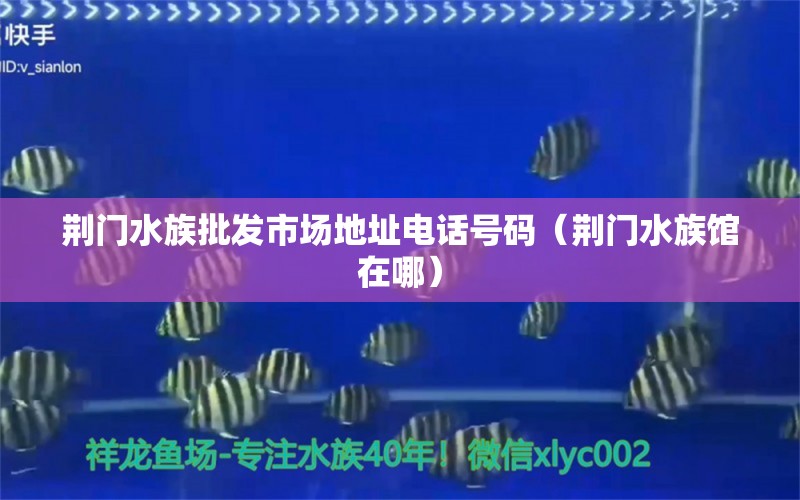 荊門水族批發(fā)市場(chǎng)地址電話號(hào)碼（荊門水族館在哪） 紅眼黃化幽靈火箭魚|皇家火箭魚