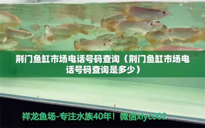 荊門魚缸市場電話號碼查詢（荊門魚缸市場電話號碼查詢是多少） 觀賞魚市場（混養(yǎng)魚）