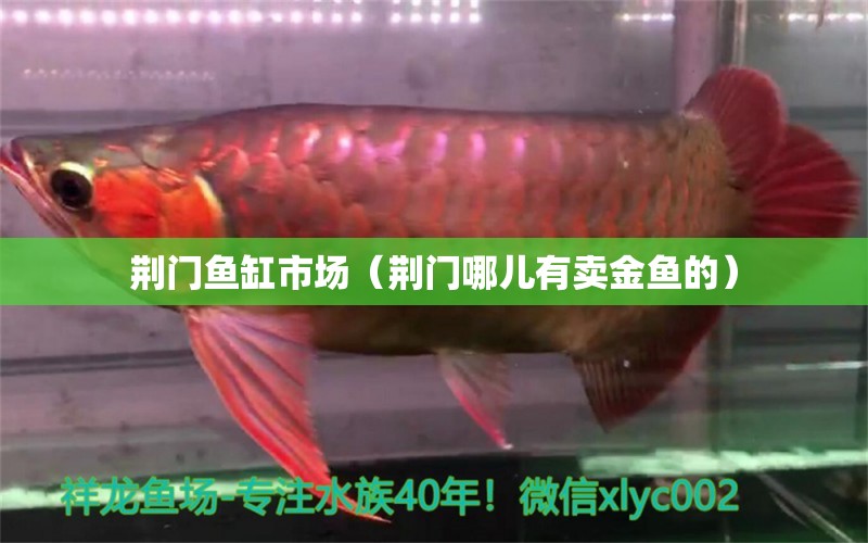 荊門魚缸市場（荊門哪兒有賣金魚的）