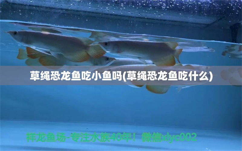 草繩恐龍魚吃小魚嗎(草繩恐龍魚吃什么) 水族維護(hù)服務(wù)（上門） 第1張