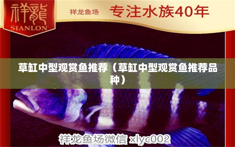 草缸中型觀賞魚推薦（草缸中型觀賞魚推薦品種）