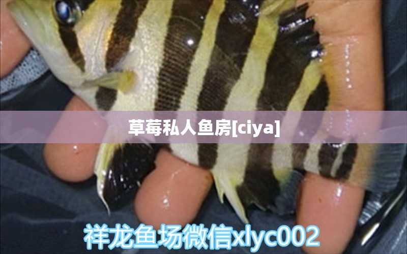 草莓私人魚房[ciya] 觀賞魚論壇