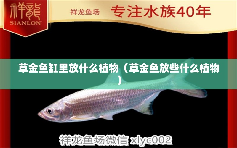 草金魚缸里放什么植物（草金魚放些什么植物）