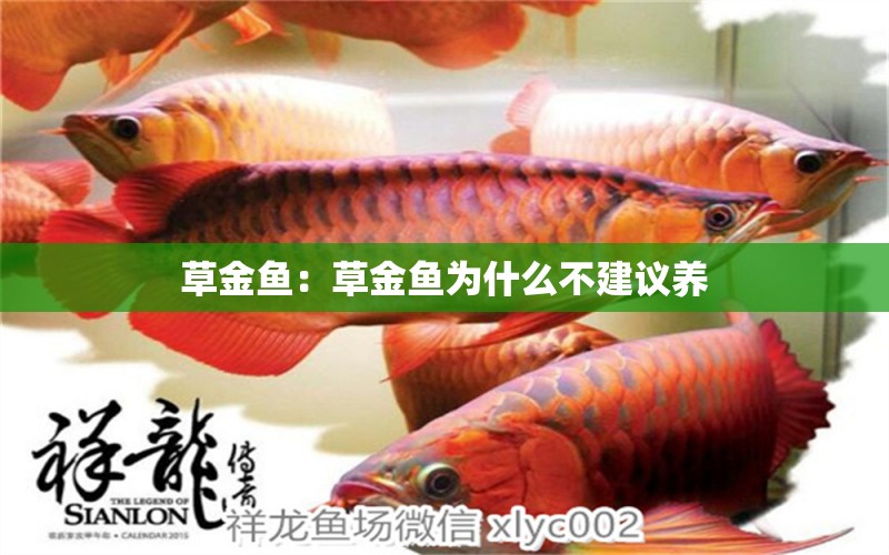 草金魚：草金魚為什么不建議養(yǎng) 綠皮皇冠豹魚