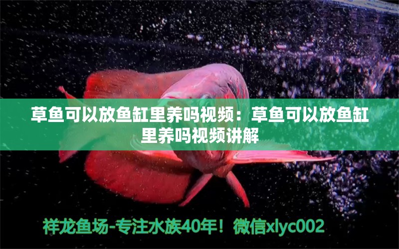 草魚(yú)可以放魚(yú)缸里養(yǎng)嗎視頻：草魚(yú)可以放魚(yú)缸里養(yǎng)嗎視頻講解 廣州水族批發(fā)市場(chǎng)