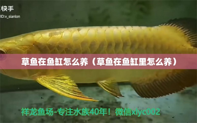 草魚在魚缸怎么養(yǎng)（草魚在魚缸里怎么養(yǎng)） 帝王血鉆魚