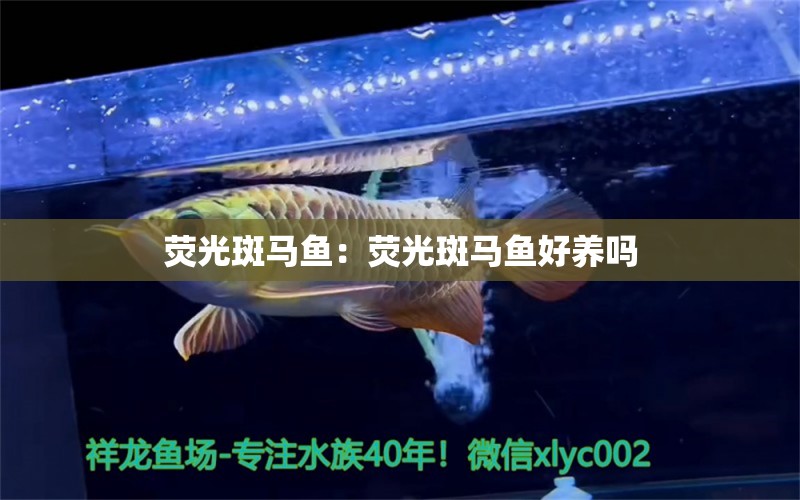 熒光斑馬魚：熒光斑馬魚好養(yǎng)嗎 觀賞魚