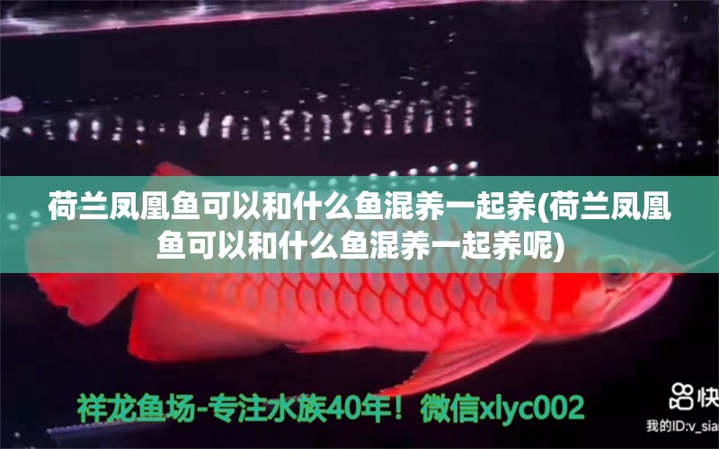 荷蘭鳳凰魚可以和什么魚混養(yǎng)一起養(yǎng)(荷蘭鳳凰魚可以和什么魚混養(yǎng)一起養(yǎng)呢) 過背金龍魚