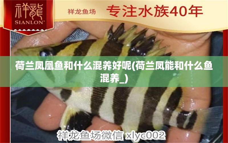 荷蘭鳳凰魚和什么混養(yǎng)好呢(荷蘭鳳能和什么魚混養(yǎng)_) 巴卡雷龍魚