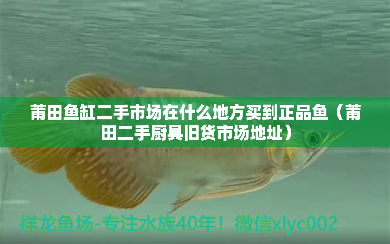 莆田魚缸二手市場在什么地方買到正品魚（莆田二手廚具舊貨市場地址） 皇冠黑白魟魚