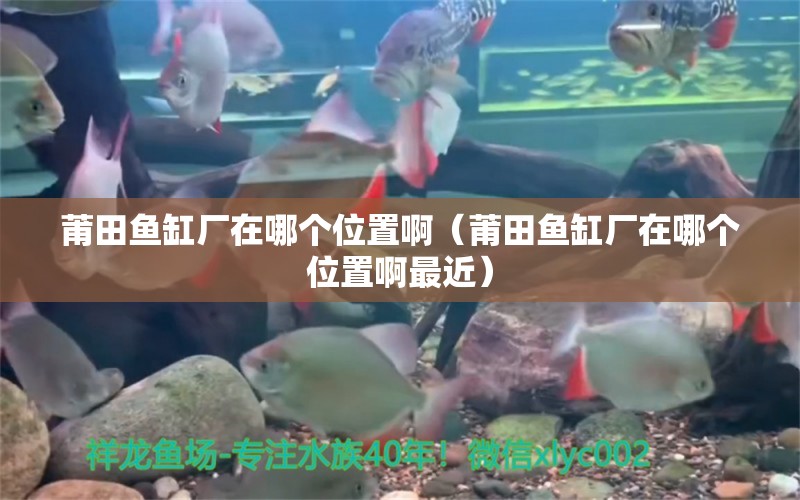 莆田魚缸廠在哪個位置?。ㄆ翁雉~缸廠在哪個位置啊最近）