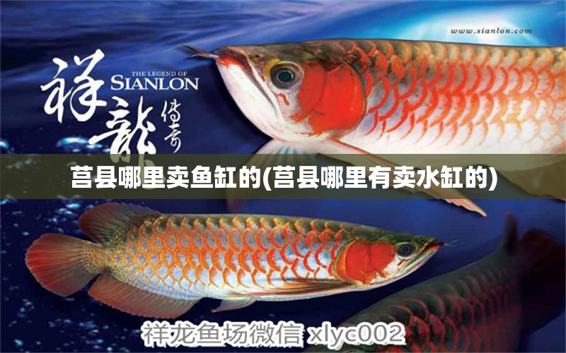 莒縣哪里賣魚缸的(莒縣哪里有賣水缸的) 黑桃A魚苗