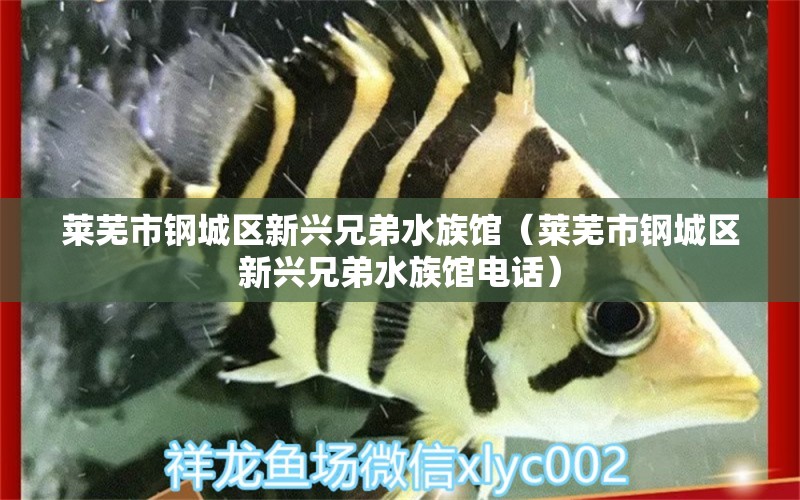 萊蕪市鋼城區(qū)新興兄弟水族館（萊蕪市鋼城區(qū)新興兄弟水族館電話）