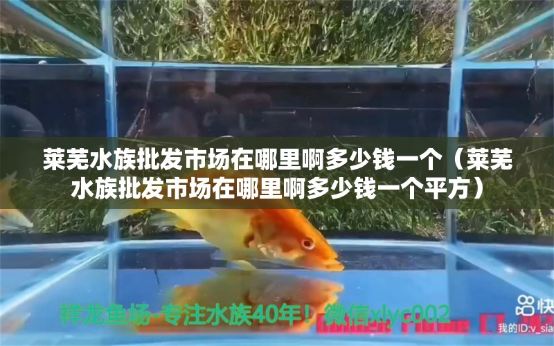 萊蕪水族批發(fā)市場在哪里啊多少錢一個（萊蕪水族批發(fā)市場在哪里啊多少錢一個平方）