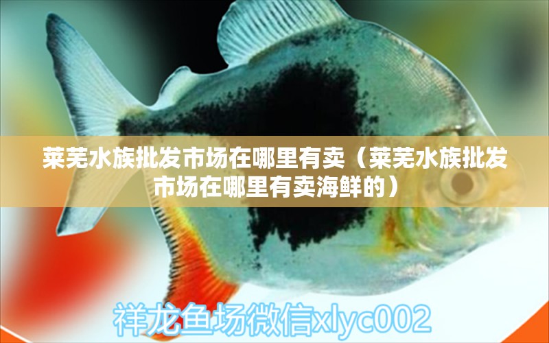 萊蕪水族批發(fā)市場在哪里有賣（萊蕪水族批發(fā)市場在哪里有賣海鮮的） 觀賞魚水族批發(fā)市場