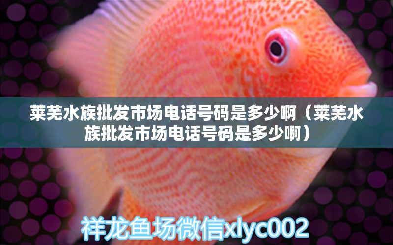 萊蕪水族批發(fā)市場電話號碼是多少?。ㄈR蕪水族批發(fā)市場電話號碼是多少?。?觀賞魚水族批發(fā)市場