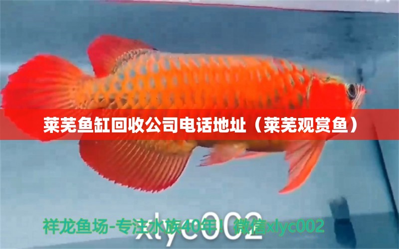 萊蕪魚缸回收公司電話地址（萊蕪觀賞魚）