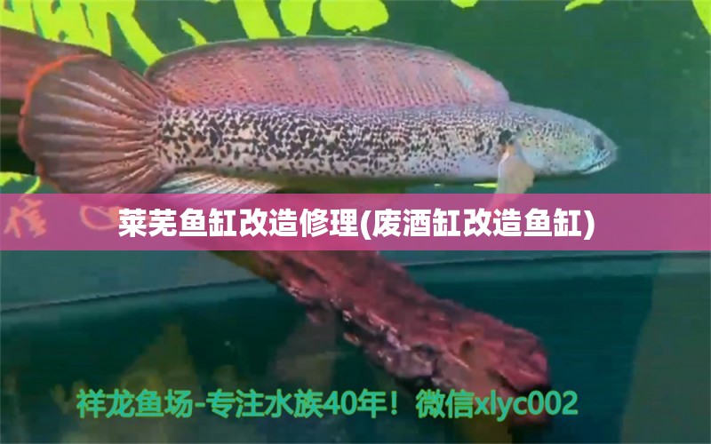 萊蕪魚(yú)缸改造修理(廢酒缸改造魚(yú)缸) 泰龐海蓮魚(yú)