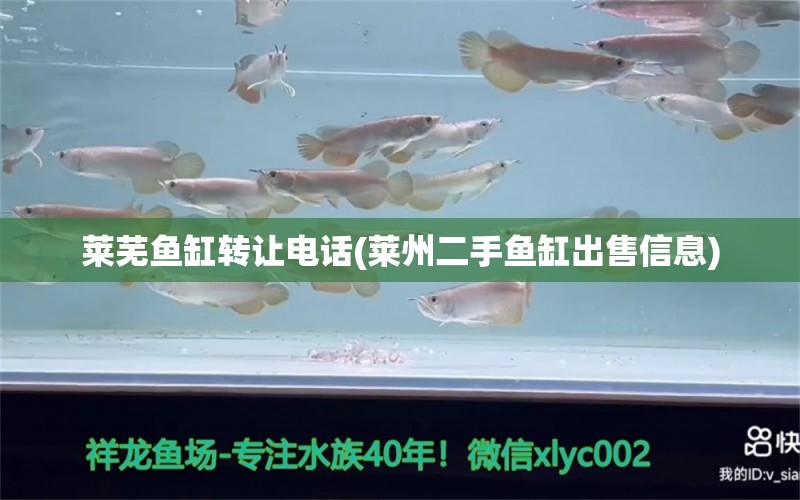 萊蕪魚缸轉(zhuǎn)讓電話(萊州二手魚缸出售信息) 海象魚