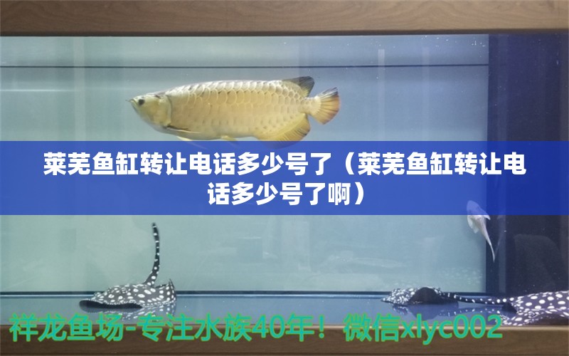 萊蕪魚缸轉(zhuǎn)讓電話多少號了（萊蕪魚缸轉(zhuǎn)讓電話多少號了?。? title=