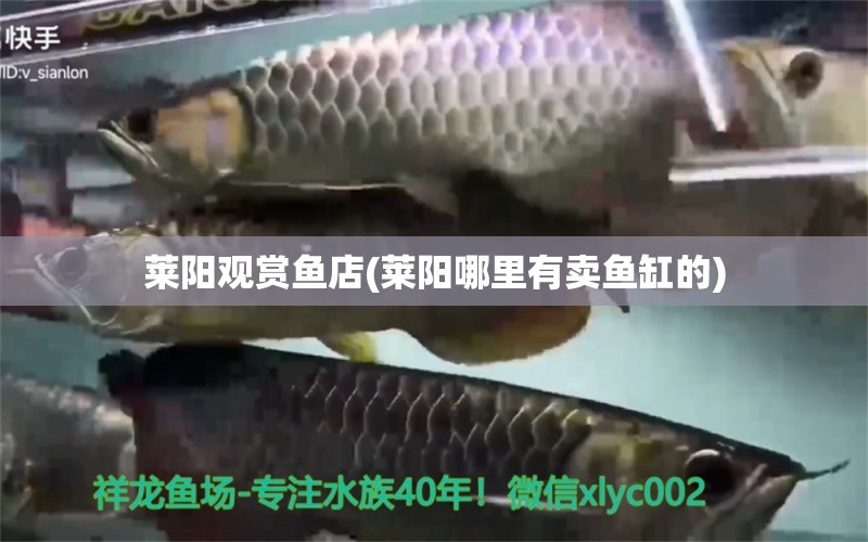 萊陽觀賞魚店(萊陽哪里有賣魚缸的) 赤焰中國虎魚