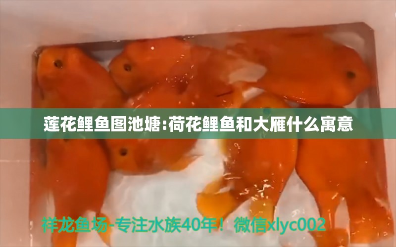 蓮花鯉魚(yú)圖池塘:荷花鯉魚(yú)和大雁什么寓意