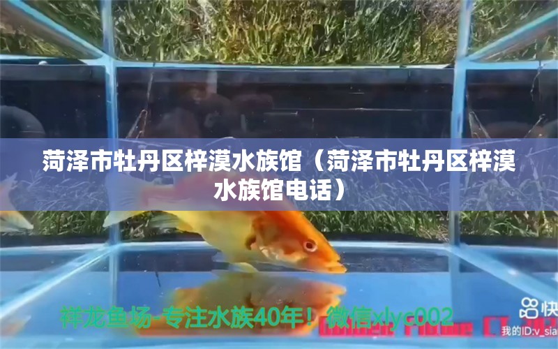 菏澤市牡丹區(qū)梓漠水族館（菏澤市牡丹區(qū)梓漠水族館電話）