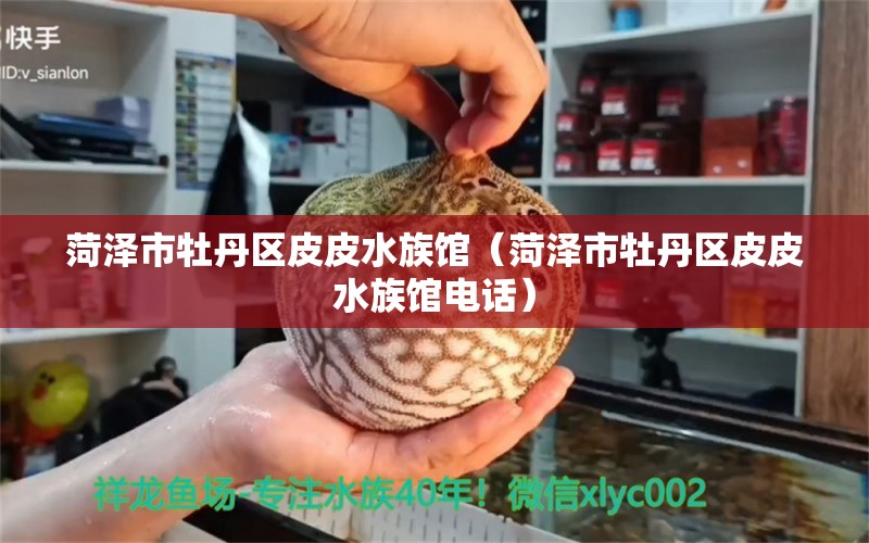 菏澤市牡丹區(qū)皮皮水族館（菏澤市牡丹區(qū)皮皮水族館電話）