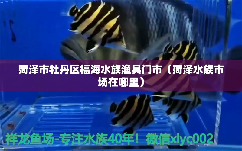 菏澤市牡丹區(qū)福海水族漁具門市（菏澤水族市場在哪里）