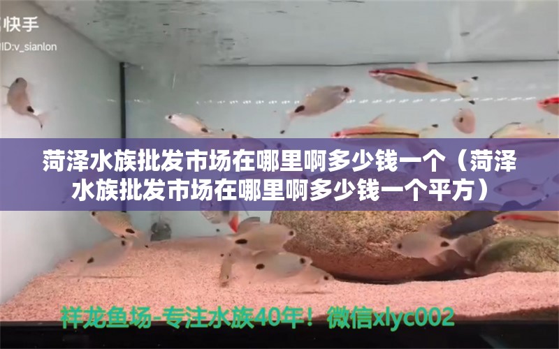 菏澤水族批發(fā)市場(chǎng)在哪里啊多少錢(qián)一個(gè)（菏澤水族批發(fā)市場(chǎng)在哪里啊多少錢(qián)一個(gè)平方）