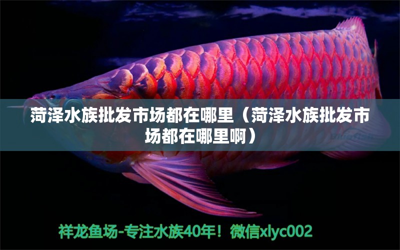 菏澤水族批發(fā)市場(chǎng)都在哪里（菏澤水族批發(fā)市場(chǎng)都在哪里?。?觀賞魚(yú)水族批發(fā)市場(chǎng)