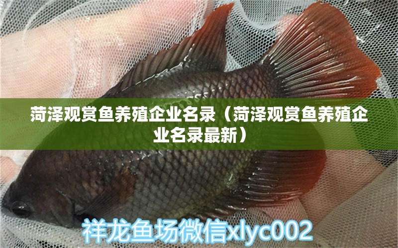 菏澤觀賞魚養(yǎng)殖企業(yè)名錄（菏澤觀賞魚養(yǎng)殖企業(yè)名錄最新）