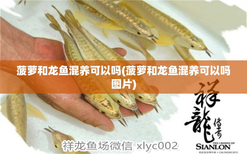 菠蘿和龍魚(yú)混養(yǎng)可以嗎(菠蘿和龍魚(yú)混養(yǎng)可以嗎圖片) 紅老虎魚(yú)