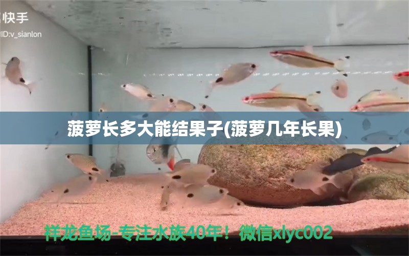 菠蘿長(zhǎng)多大能結(jié)果子(菠蘿幾年長(zhǎng)果) 三間鼠魚(yú)苗