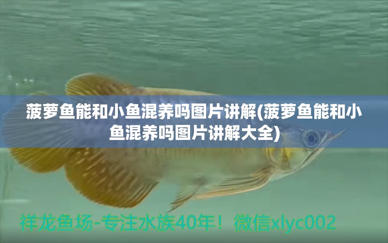 菠蘿魚能和小魚混養(yǎng)嗎圖片講解(菠蘿魚能和小魚混養(yǎng)嗎圖片講解大全)