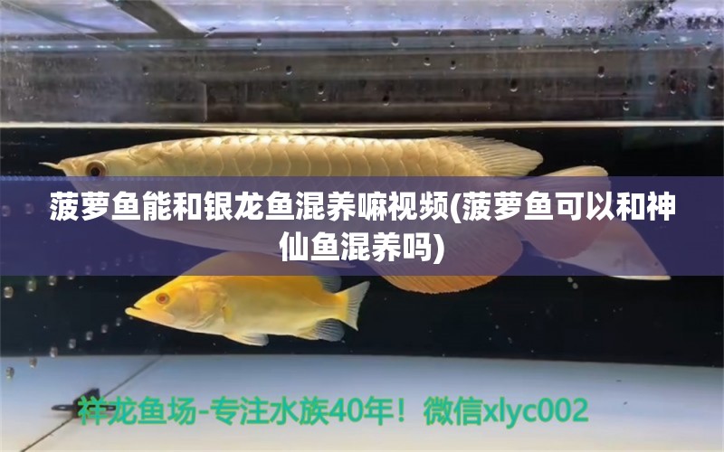 菠蘿魚能和銀龍魚混養(yǎng)嘛視頻(菠蘿魚可以和神仙魚混養(yǎng)嗎) 銀龍魚