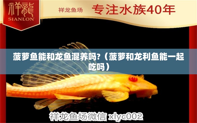 菠蘿魚(yú)能和龍魚(yú)混養(yǎng)嗎?（菠蘿和龍利魚(yú)能一起吃嗎）