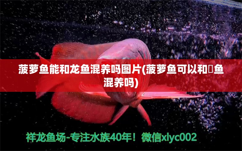 菠蘿魚能和龍魚混養(yǎng)嗎圖片(菠蘿魚可以和魟魚混養(yǎng)嗎)